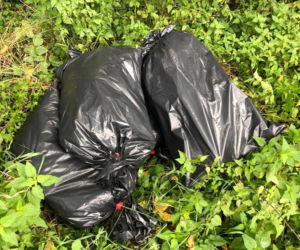 OGROMNA PLANTACJA w lesie! Policję przekonywali, że... przyszli na grzyby