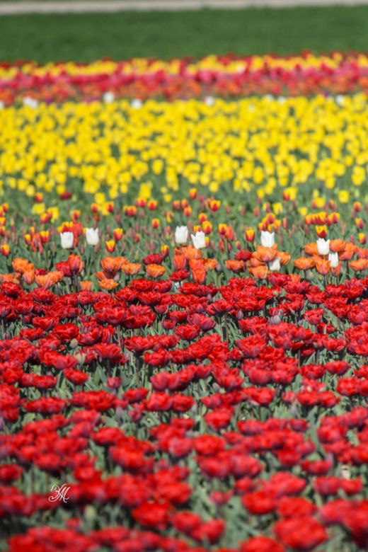 Gospodarstwo Świętokrzyskie tulipany