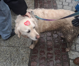 34. finał WOŚP w Krakowie. Golden Retrievery na Rynku Głównym