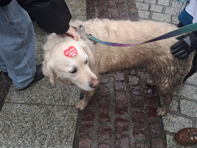 34. finał WOŚP w Krakowie. Golden Retrievery na Rynku Głównym