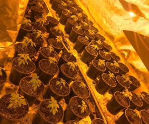 Plantacja marihuany w dawnym hotelu