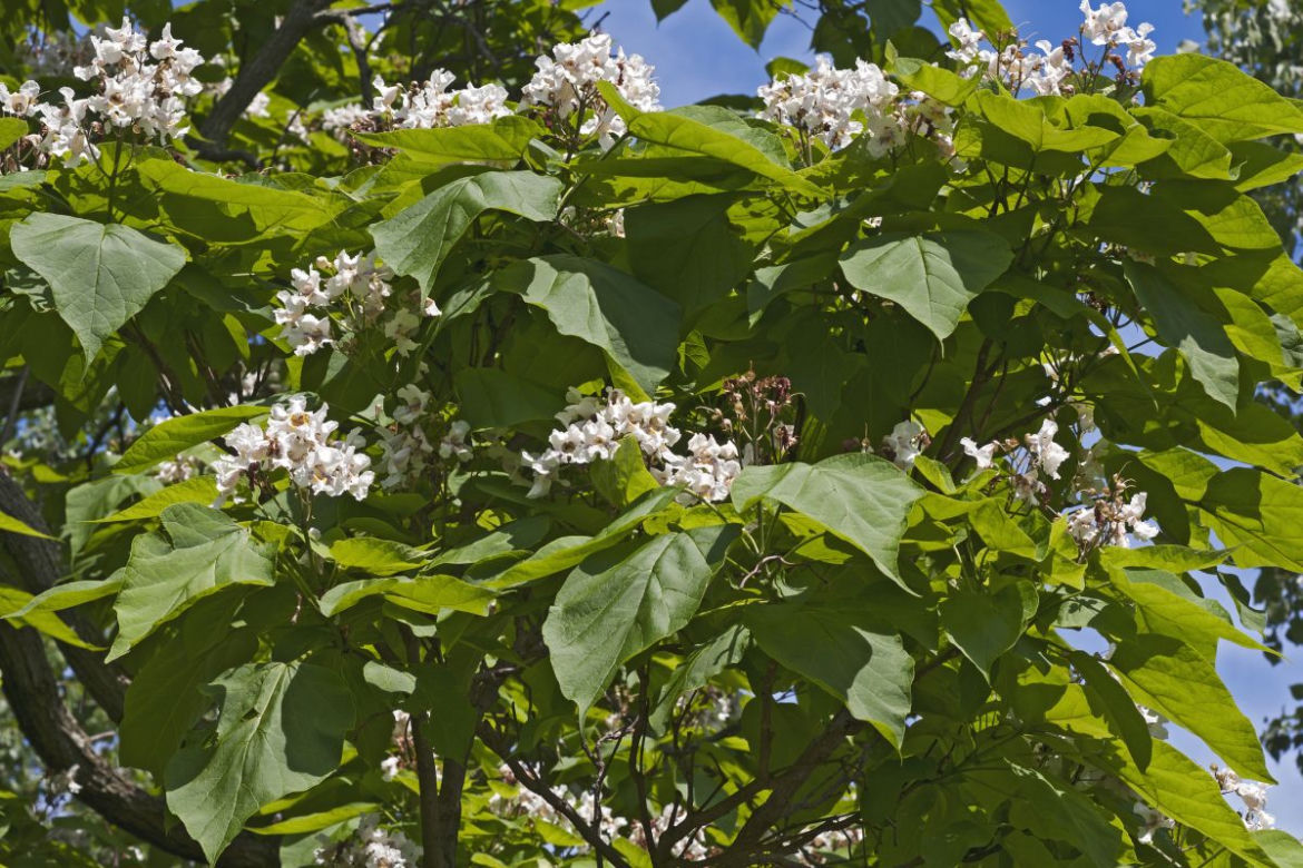 Katalpa