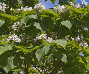 Katalpa (surmia)