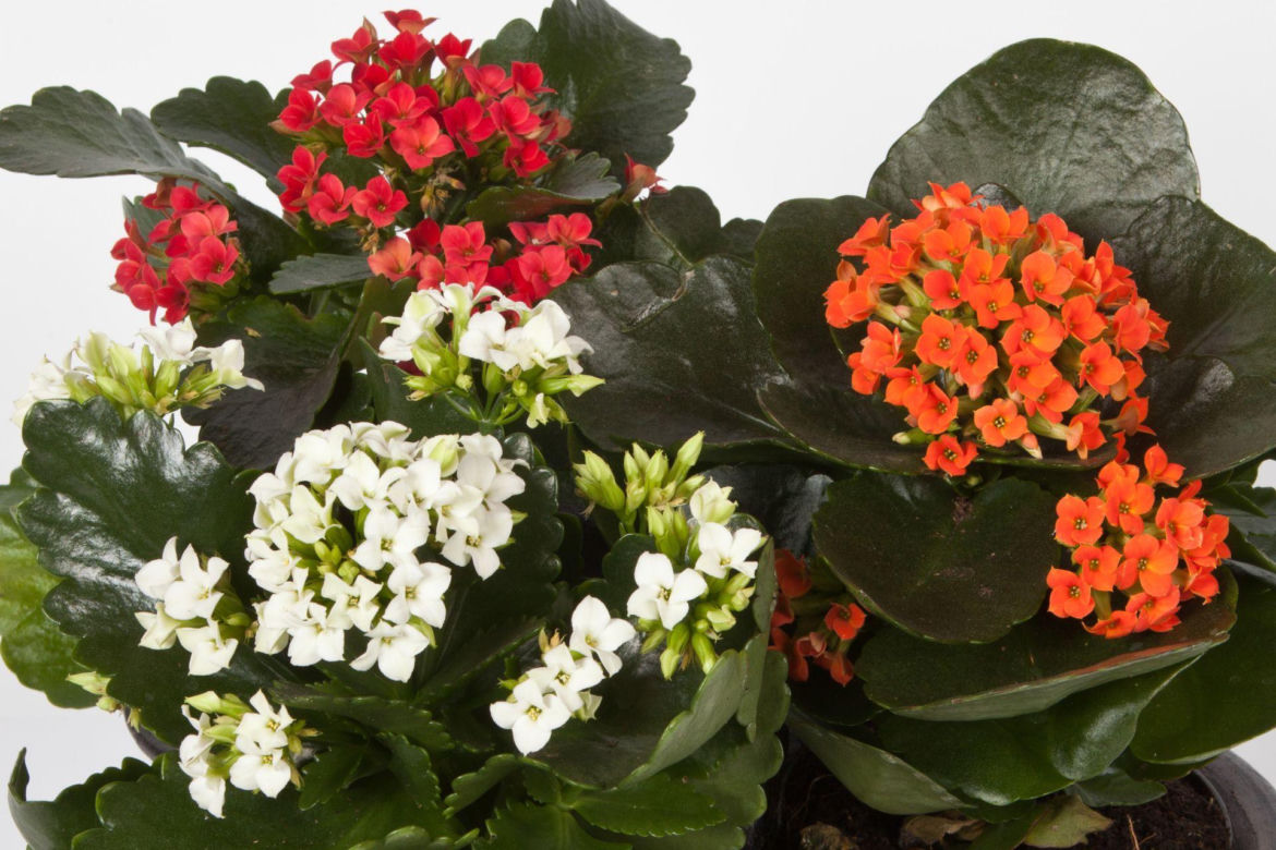 Kalanchoe Blossfelda