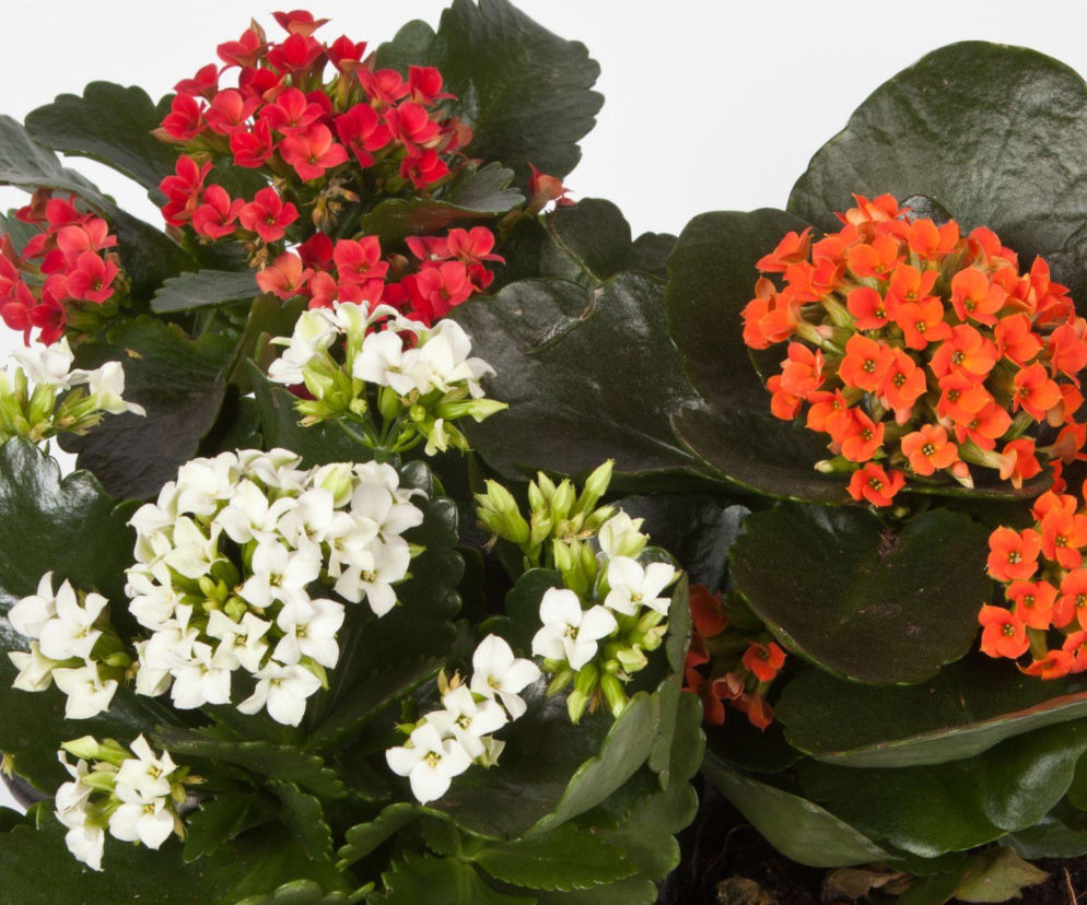 Zrób to dobrze! Kalanchoe Blossfelda – pielęgnacja krok po kroku