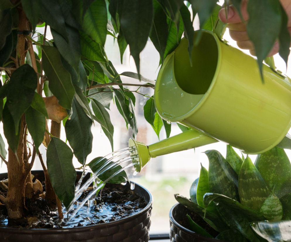 Jak podewać kwiaty doniczkowe w okresie zimowym?