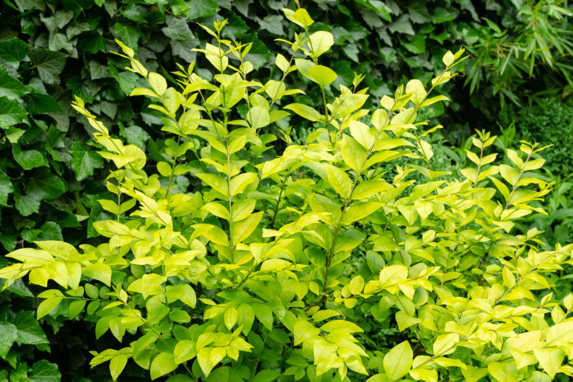 Ligustr 'Vicaryi' 