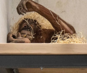 Orangutany nowymi mieszkańcami łódzkiego Orientarium