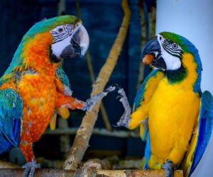 Majówka w Sabacie Krajno 2026