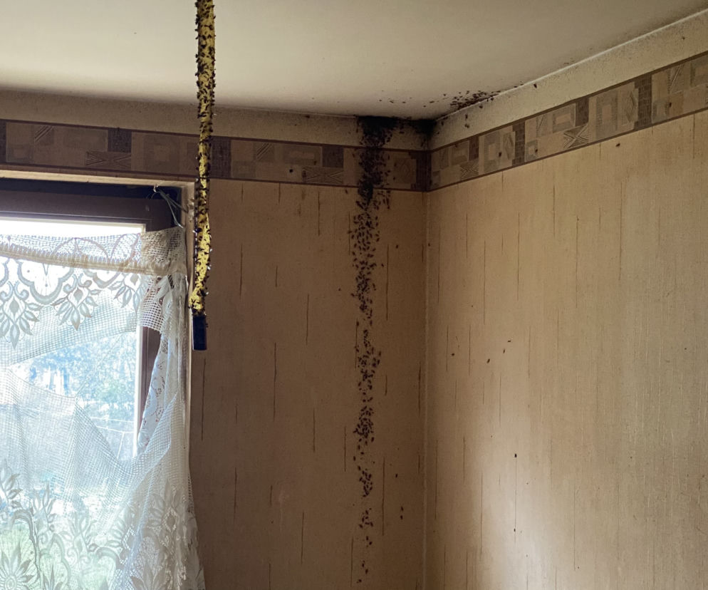 Świnoujście; Pluskwy w mieszkaniu