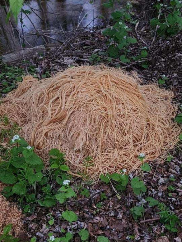 200 kilogramów ugotowanego spaghetti pośrodku lasu. Mieszkańcy okolic w szoku!