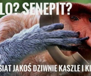 Memy o koronawirusie