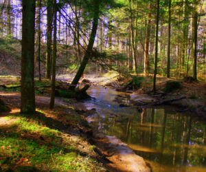 Rezerwat Sufraganiec