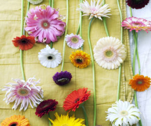 Gerbera