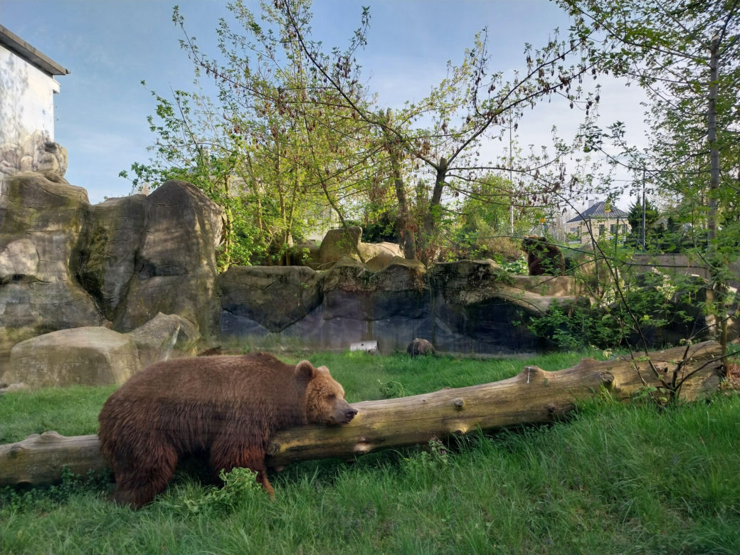 Wiosenny spacer w zamojskim zoo