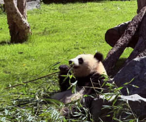 Pandy ZOO Berlin