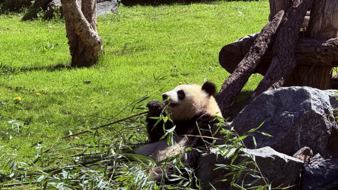 Pandy ZOO Berlin