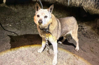 Pies czekał na śmierć przywiązany do słupa. Skazany na cierpienie 