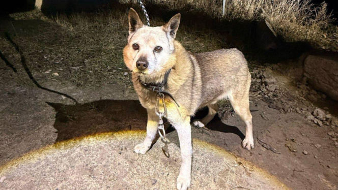 Pies czekał na śmierć przywiązany do słupa. Skazany na cierpienie 