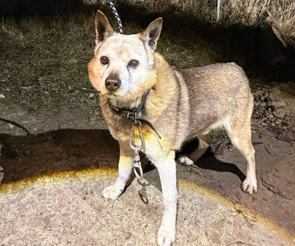 Bestialstwo pod Oławą. Ktoś przywiązał psa stalową linką i zostawił na pewną śmierć