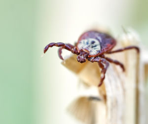 Te kleszcze są najgroźniejsze w Polsce. Jeden z nich może żyć nawet w mieszkaniu