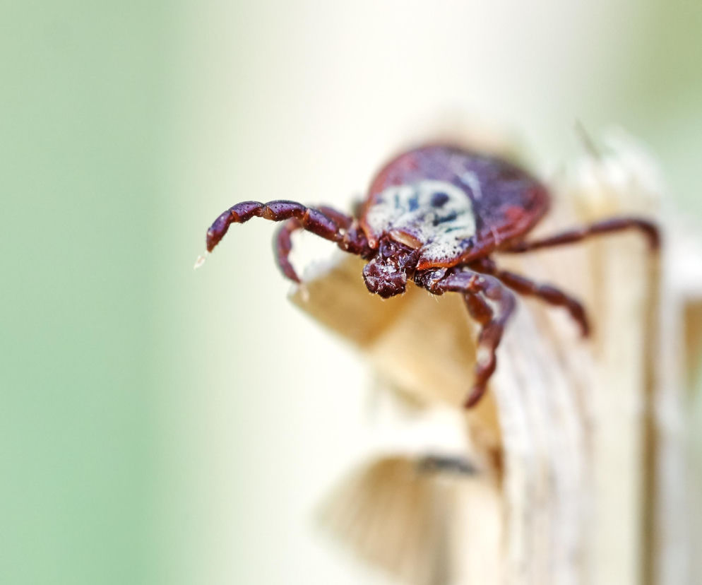 Kleszcz łąkowy w zbliżeniu na jasnym tle, na łodydze rośliny. Widoczne szczegóły budowy pasożyta, który może przenosić groźne choroby. Na portalu Poradnik Zdrowie znajdziesz informacje o najgroźniejszych kleszczach w Polsce.