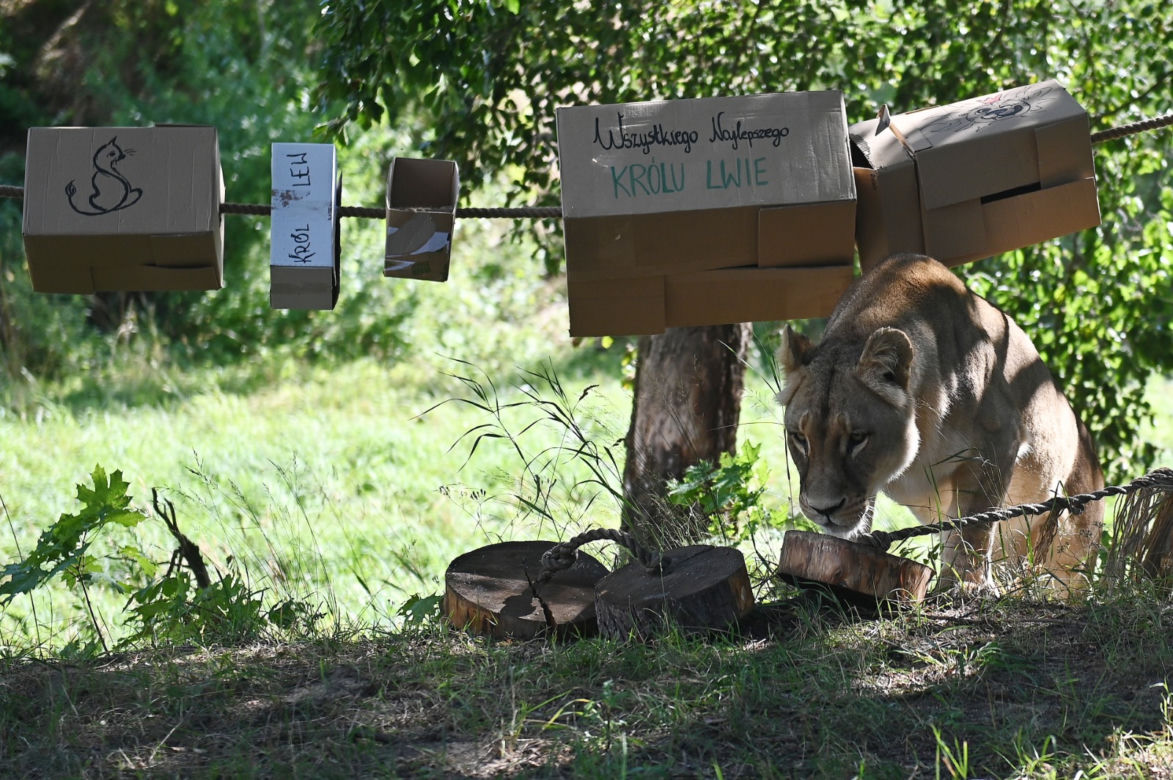 Dzień lwa w zoo
