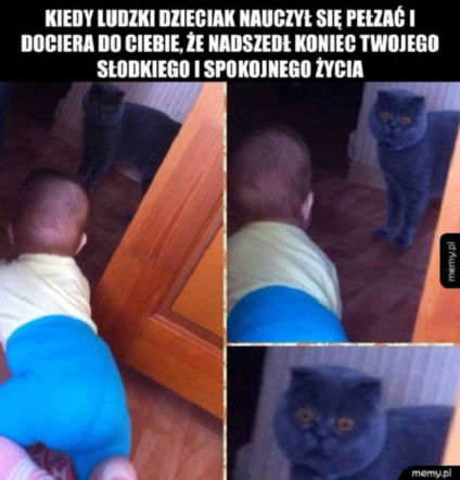 Dzień kota 17.02 - memy i animacje