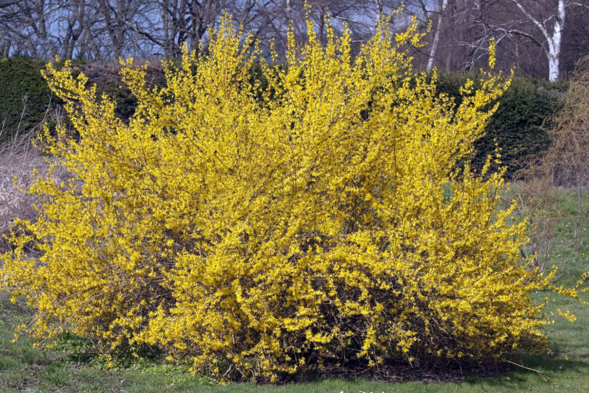 Forsycja pośrednia