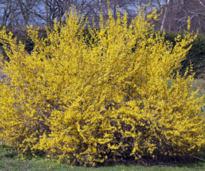 Forsycja pośrednia