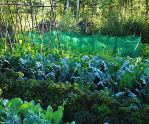 Mój ekowarzywnik. Przygotowanie miejsca i kultywacja gleby „bez kopania”