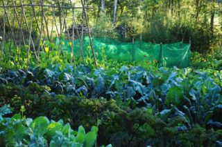 Mój ekowarzywnik. Przygotowanie miejsca i kultywacja gleby „bez kopania”
