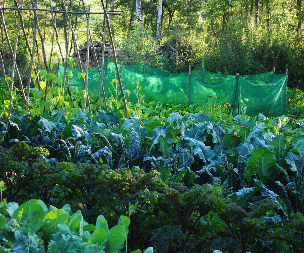 Warzywnik Katarzyna Bellingham