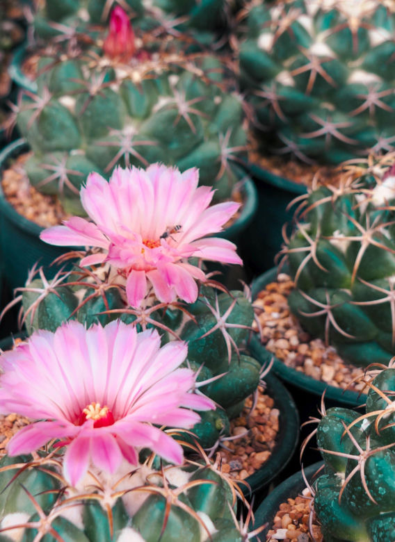 Coryphantha elephantidens