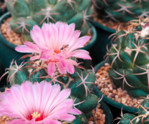 Coryphantha elephantidens
