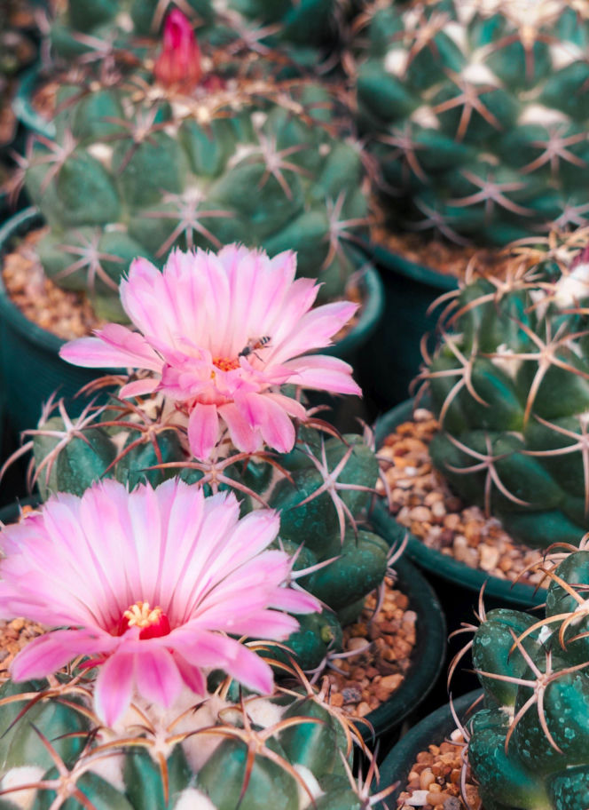 Coryphantha elephantidens