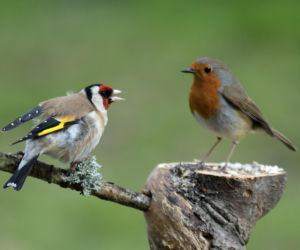 Jakie ptaki można spotkać w ogrodzie? Część 2