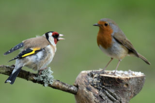 Ptaki w twoim ogrodzie – poznaj 11 najczęstszych gatunków i dowiedz się, jak je przyciągnąć (część 2)