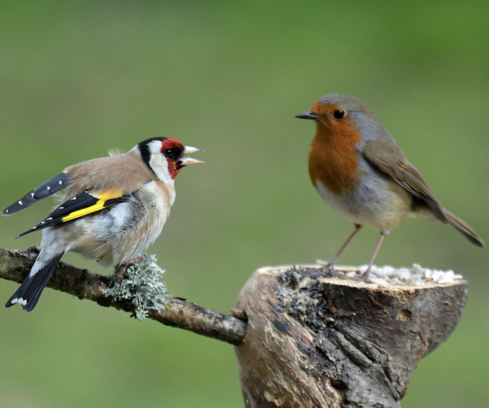 Jakie ptaki można spotkać w ogrodzie? Część 2