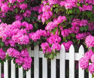 Rododendron