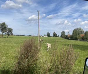 Bitwa o Polanę Ukciańską nad Krutynią