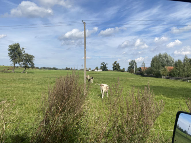 Bitwa o Polanę Ukciańską nad Krutynią