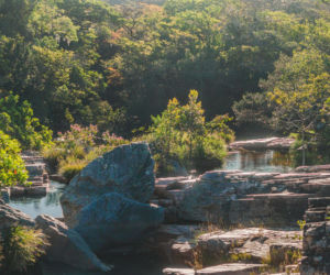 Fascynujące odkrycie naukowców. Nowe gatunki żab na Madagaskarze