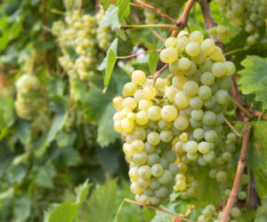 Winogrona w ogrodzie: pielegnacja winorosli