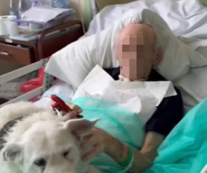 Legnica. Suczka Saba nie widziała właściciela przez 6 miesięcy. Odwiedziła go w szpitalu [ZDJĘCIA].