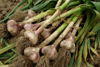 Czosnek pospolity = czosnek zwyczajny - Allium sativum