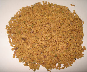 Kozieradka