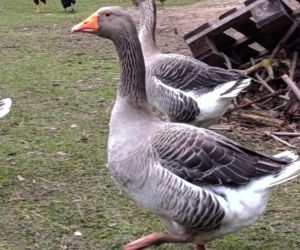 Półroczna Lusia udusiła się w paczce