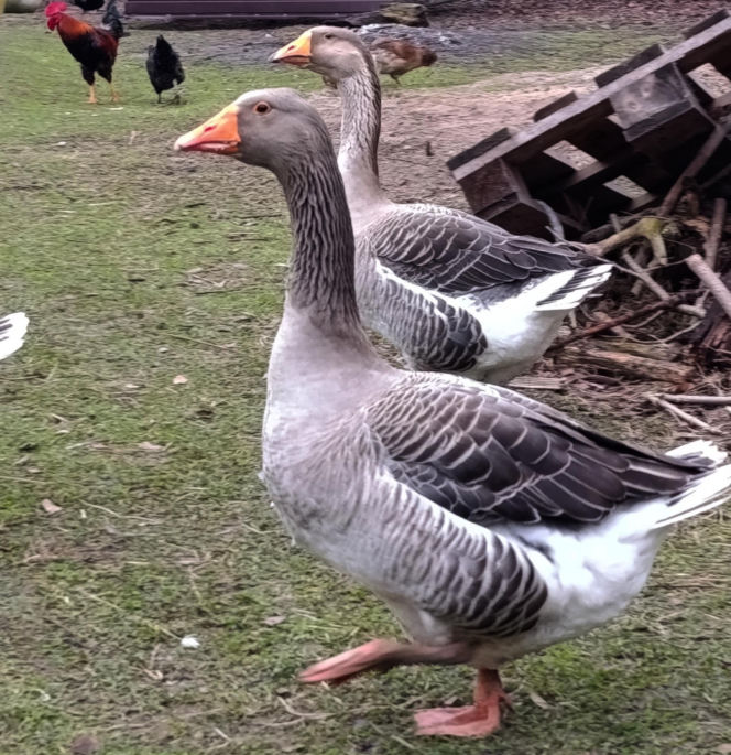 Półroczna Lusia udusiła się w paczce