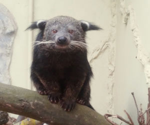Binturong